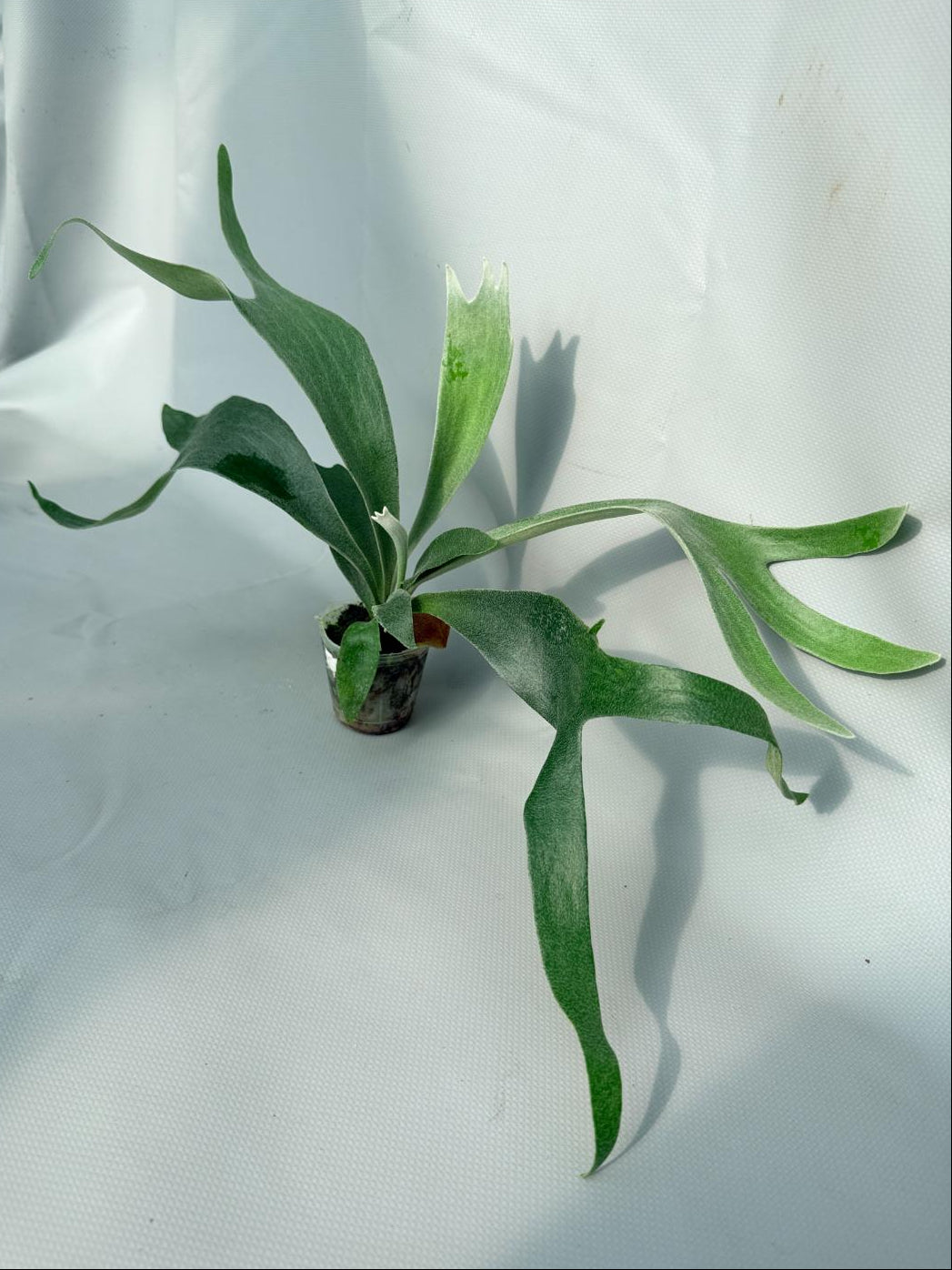 Platycerium Moonstone (Rydeen x veitchii HGF) 06