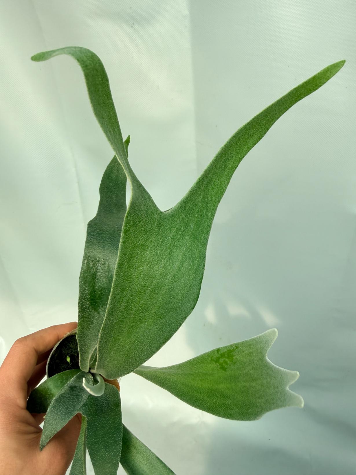 Platycerium Moonstone (Rydeen x veitchii HGF) 07