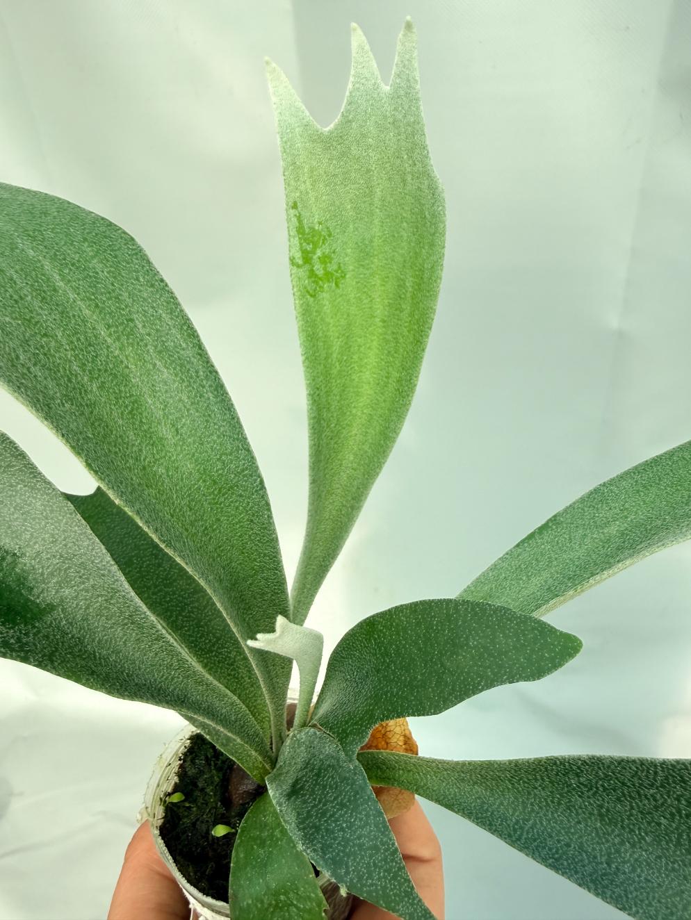 Platycerium Moonstone (Rydeen x veitchii HGF) 08
