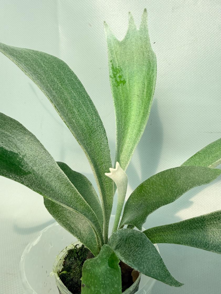 Platycerium Moonstone (Rydeen x veitchii HGF)01