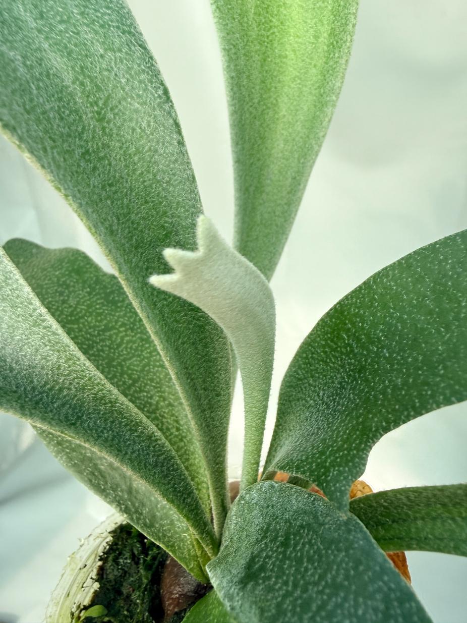 Platycerium Moonstone (Rydeen x veitchii HGF) 02