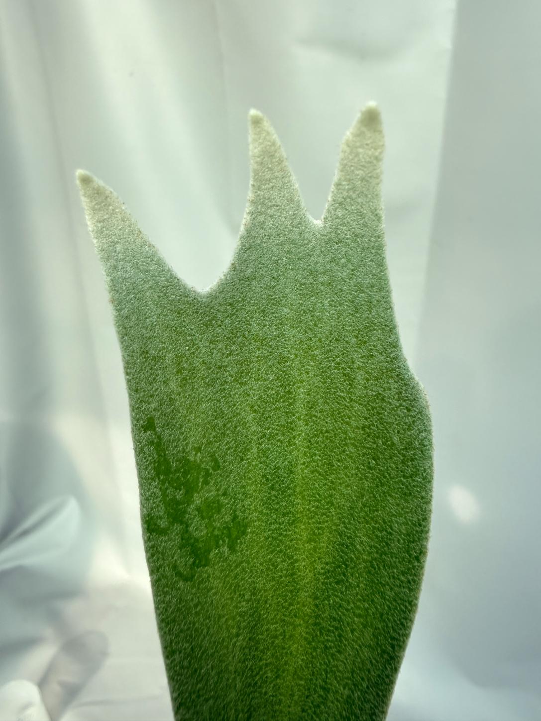 Platycerium Moonstone (Rydeen x veitchii HGF) 04