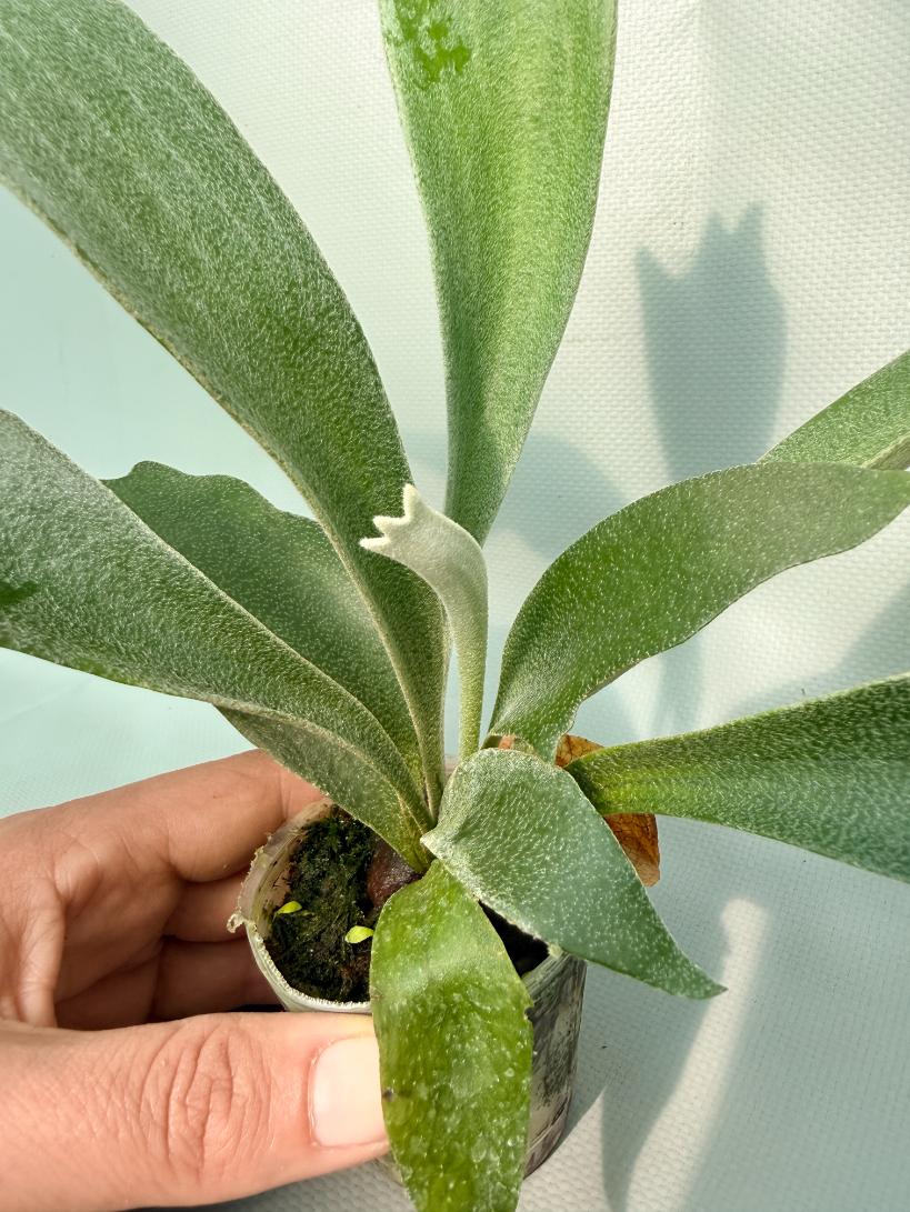 Platycerium Moonstone (Rydeen x veitchii HGF) 03
