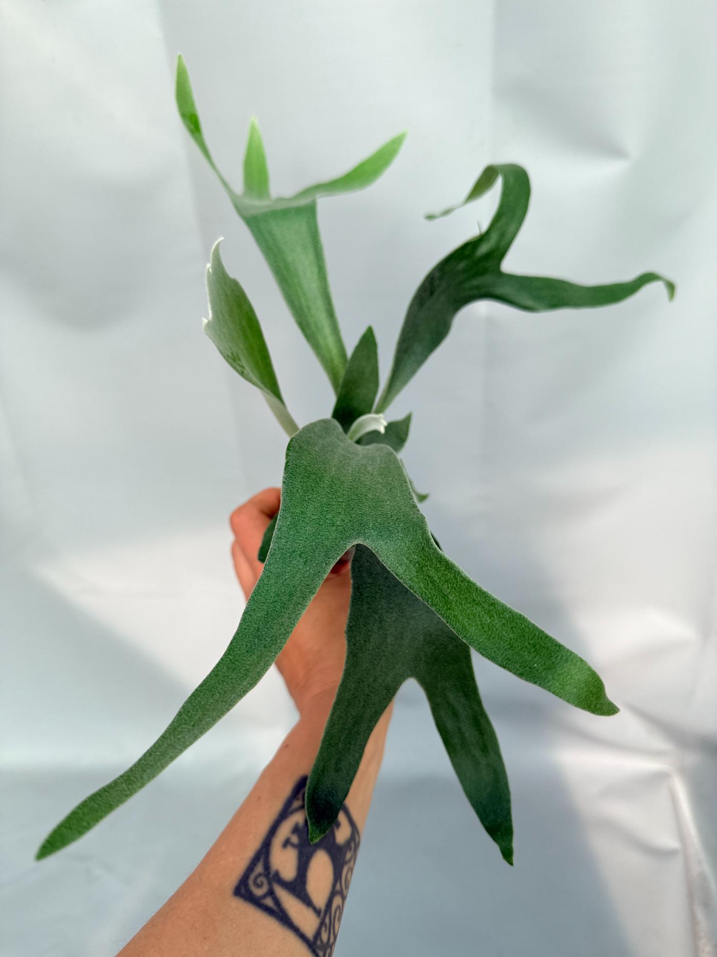 Platycerium Moonstone (Rydeen x veitchii HGF) 05