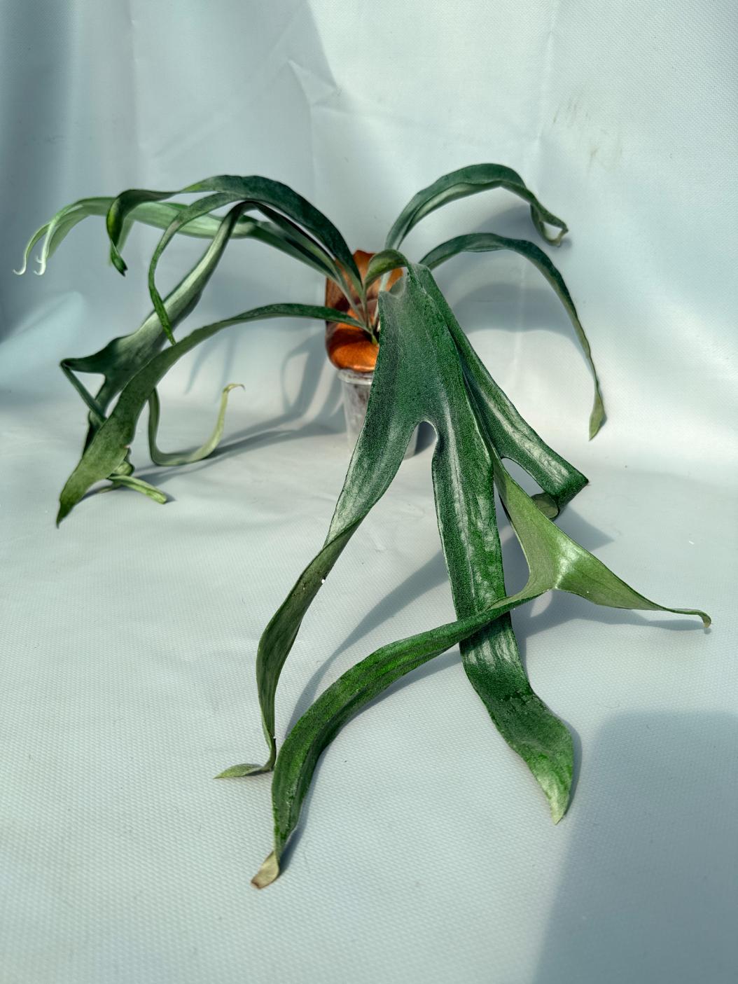 Platycerium Mt. Lewis x Bifurcatum 06