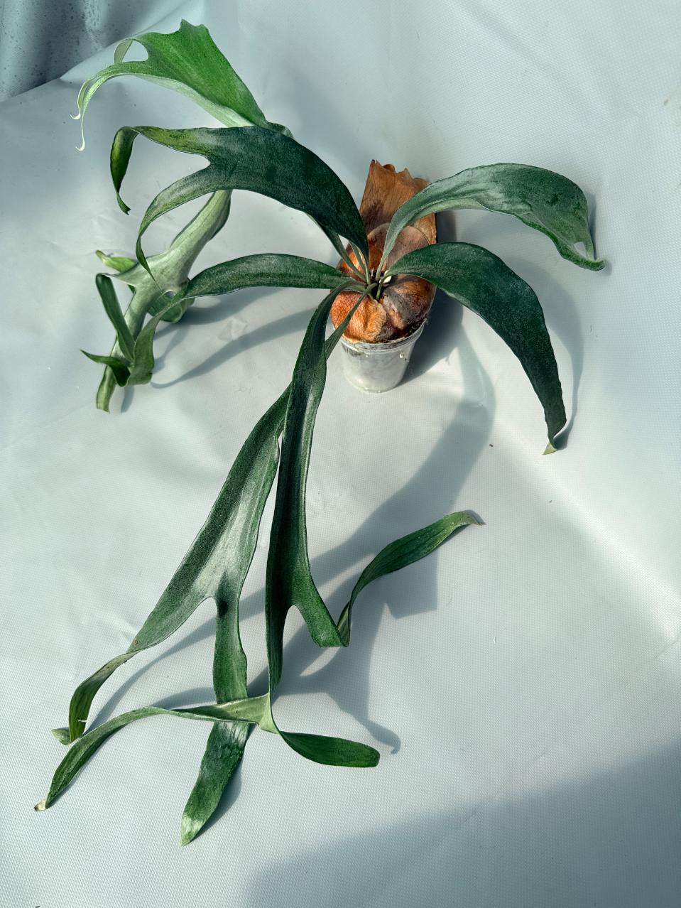 Platycerium Mt. Lewis x Bifurcatum 07
