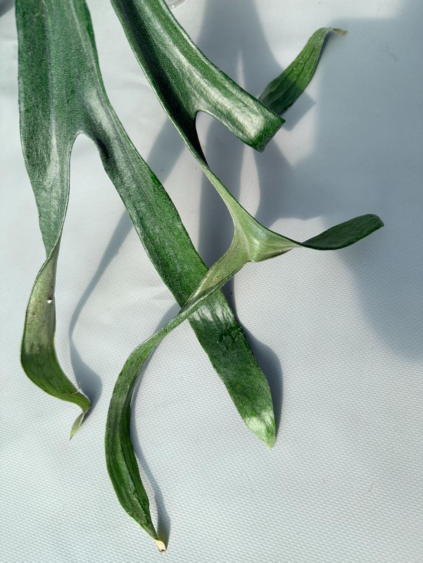Platycerium Mt. Lewis x Bifurcatum 09
