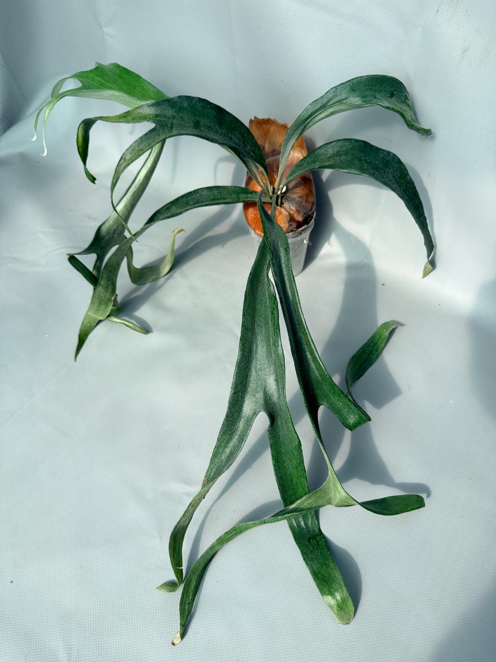 Platycerium Mt. Lewis x Bifurcatum 01
