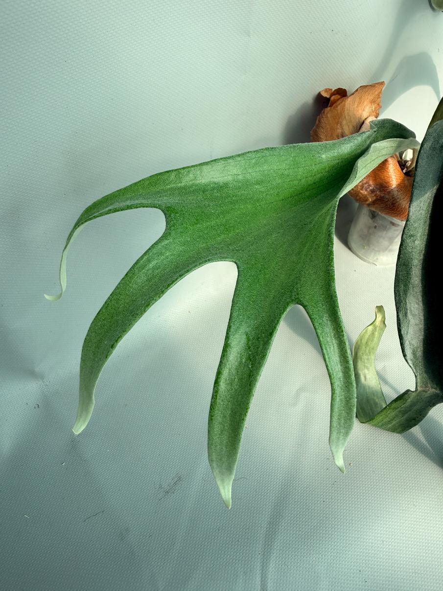 Platycerium Mt. Lewis x Bifurcatum 02
