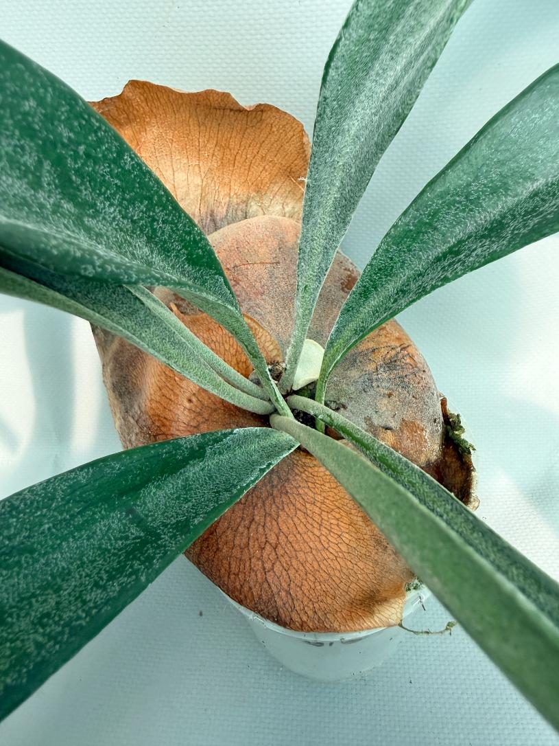 Platycerium Mt. Lewis x Bifurcatum03