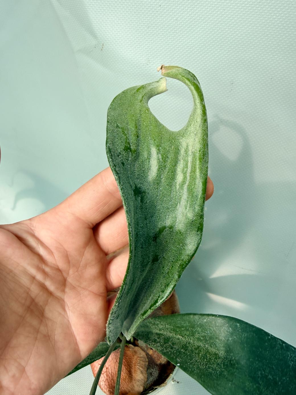 Platycerium Mt. Lewis x Bifurcatum 04