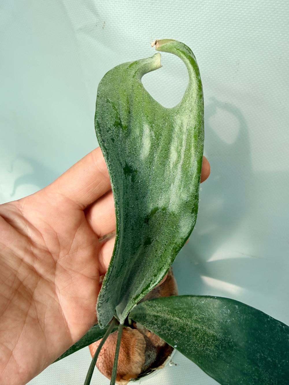 Platycerium Mt. Lewis x Bifurcatum 05