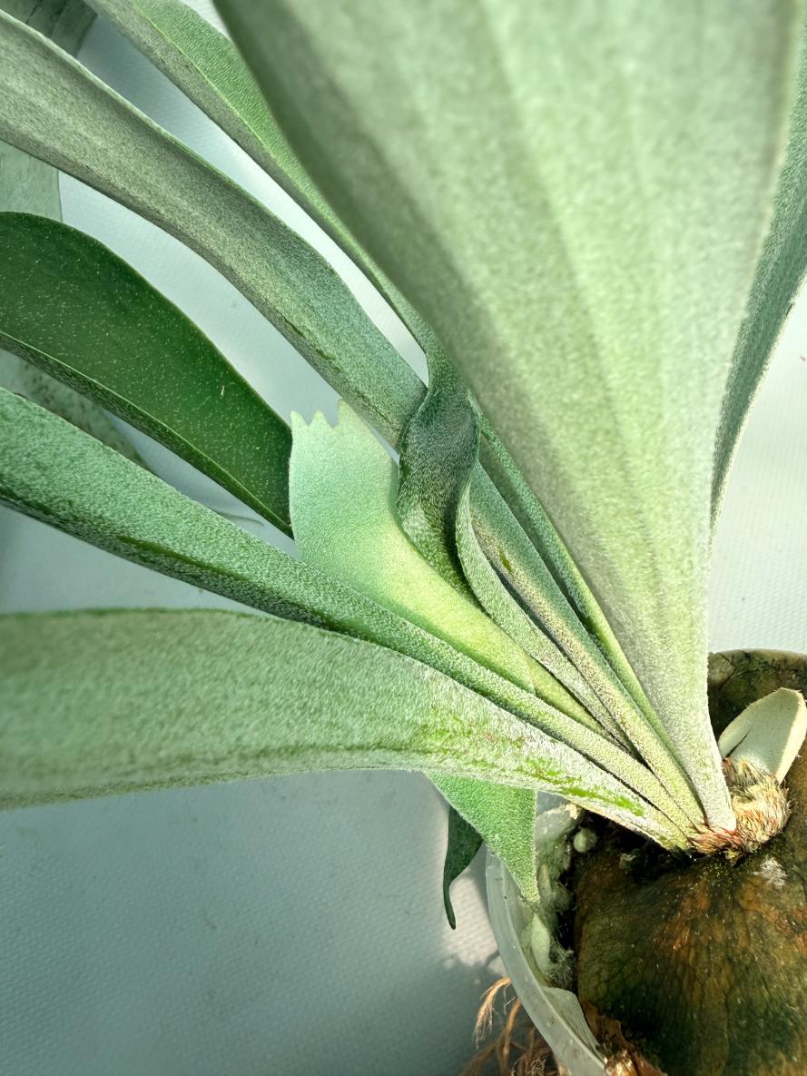Platycerium Pegasus 06
