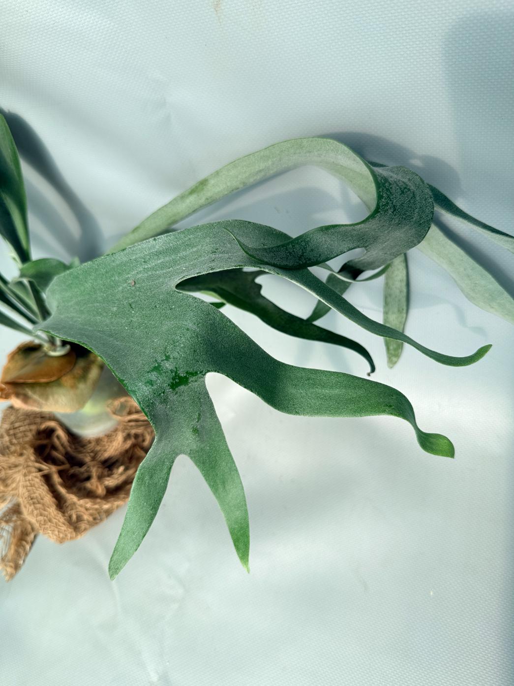 Platycerium Pegasus 08