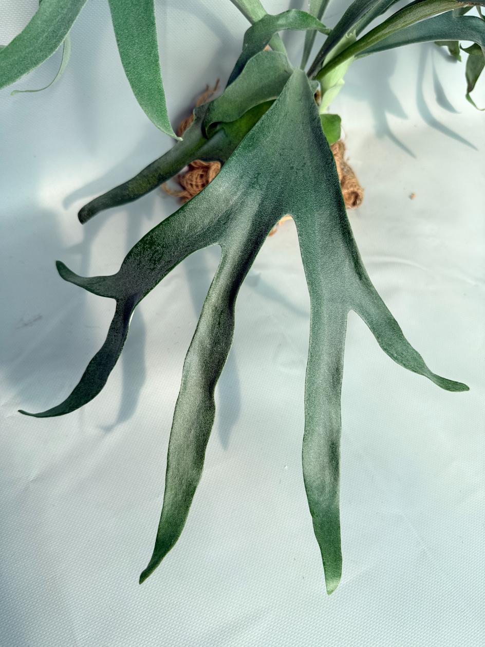 Platycerium Pegasus 02