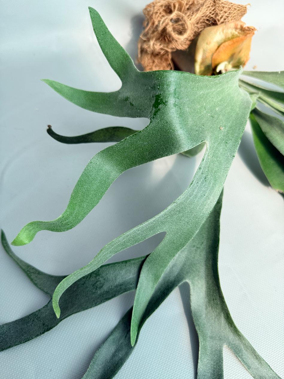 Platycerium Pegasus 03