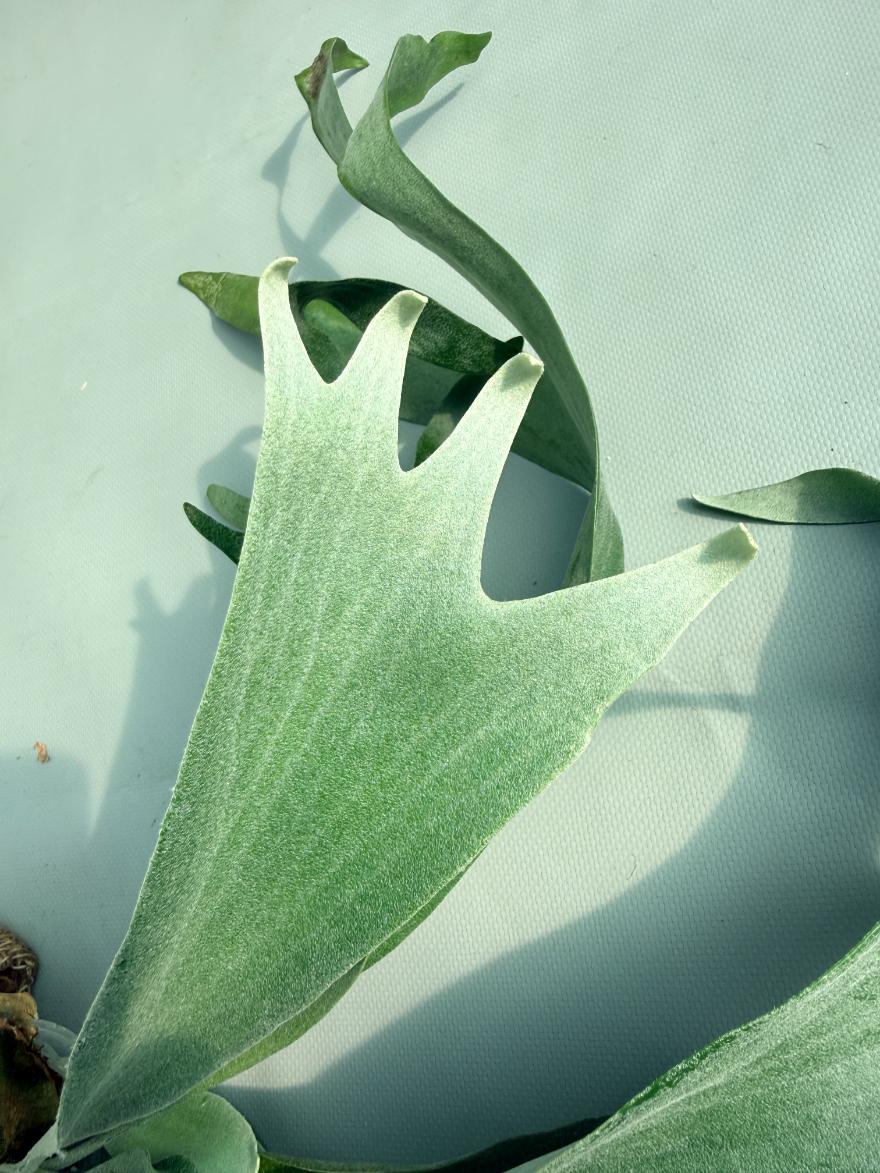 Platycerium Pegasus 04