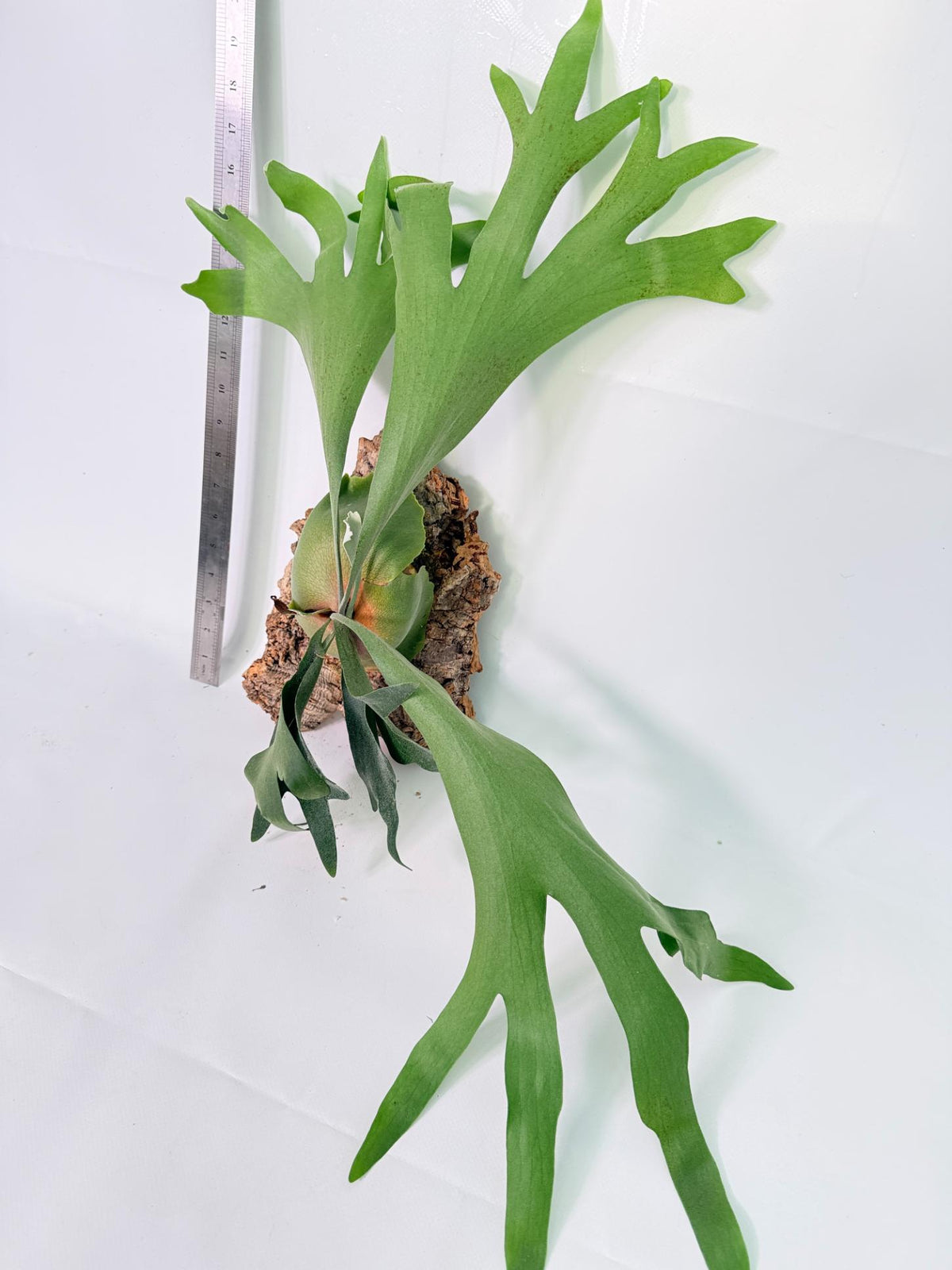 Platycerium popcorn + mounted on the board 9