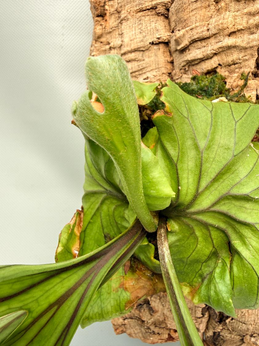 Platycerium Ridleyi 'Monkey King' 07