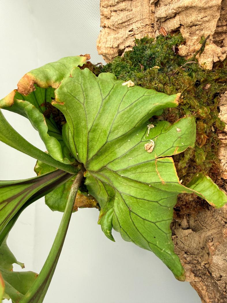 Platycerium Ridleyi 'Monkey King' 08