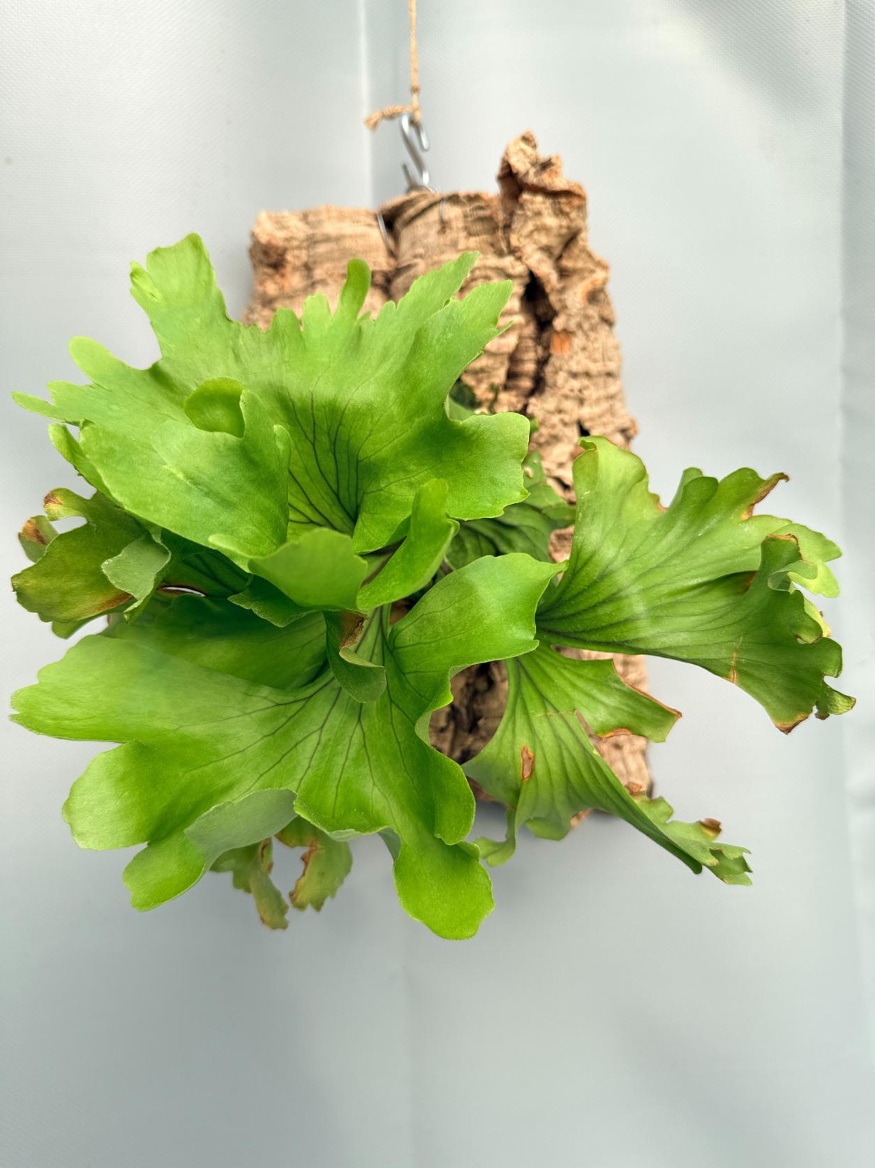 Platycerium Ridleyi 'Monkey King' 01