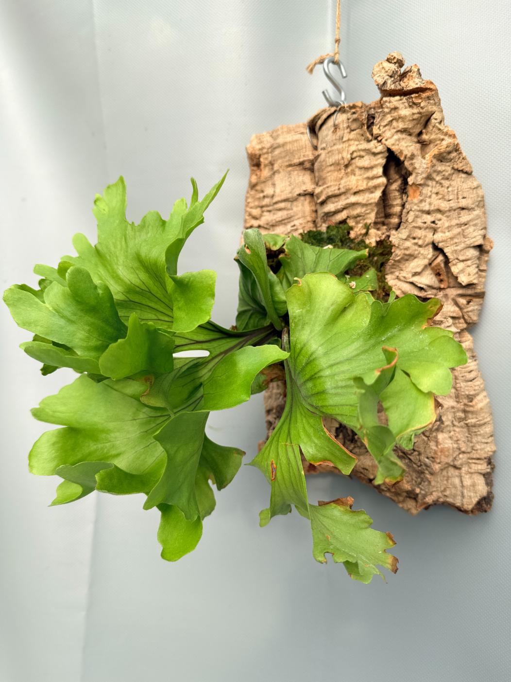 Platycerium Ridleyi 'Monkey King' 03