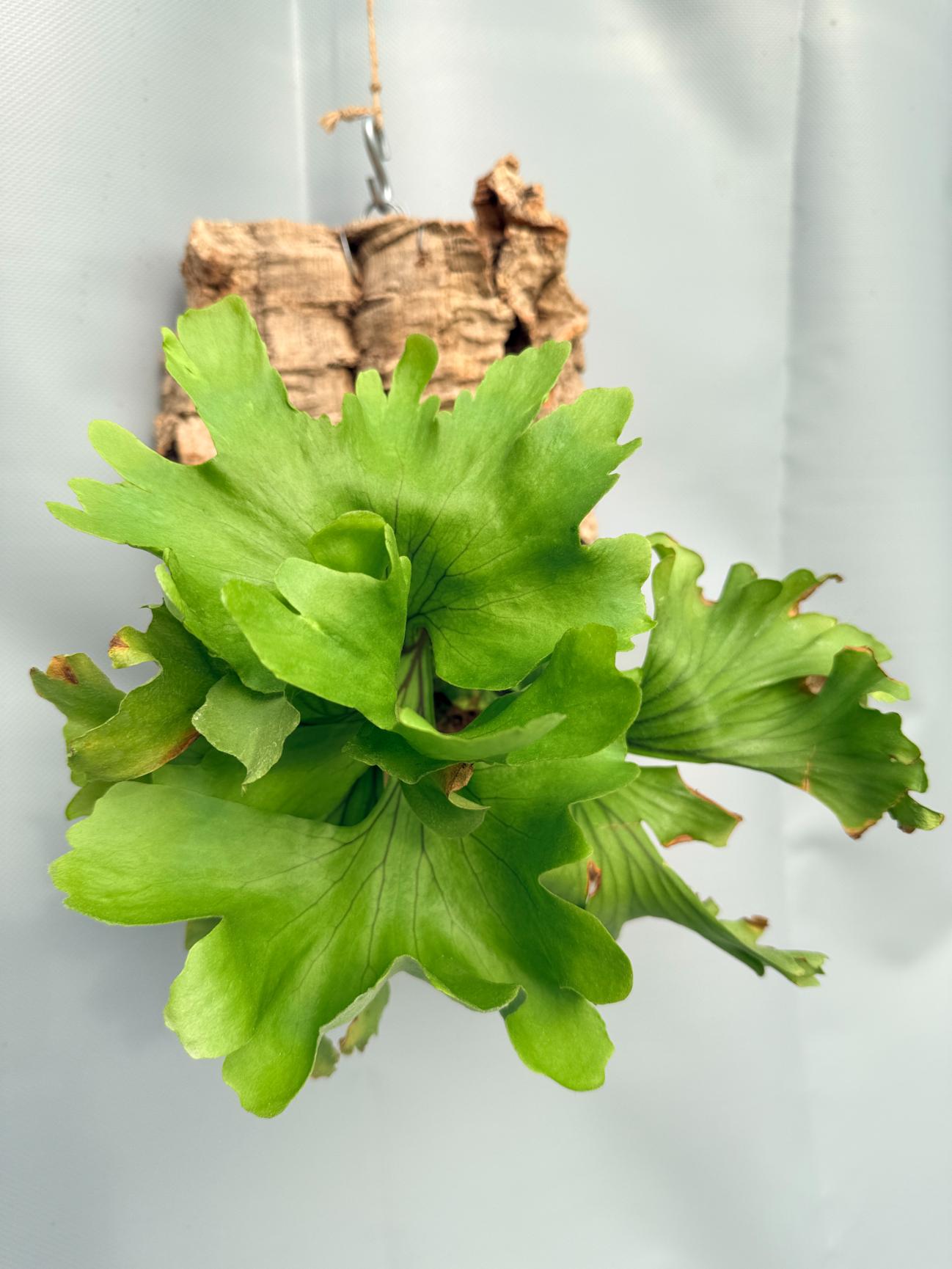 Platycerium Ridleyi 'Monkey King' 04