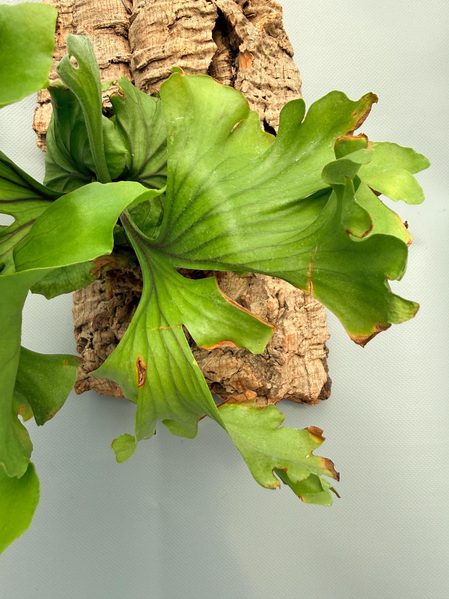 Platycerium Ridleyi 'Monkey King' 05