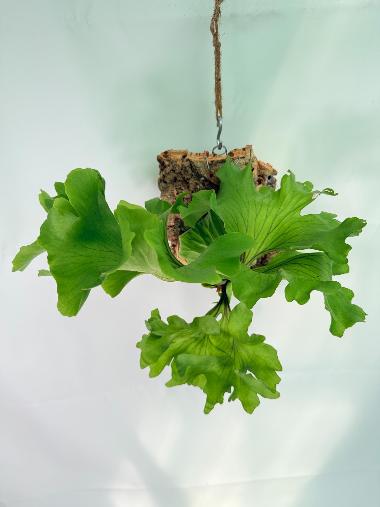 Platycerium Ridleyi 'Monkey King' + mounted on the board 02