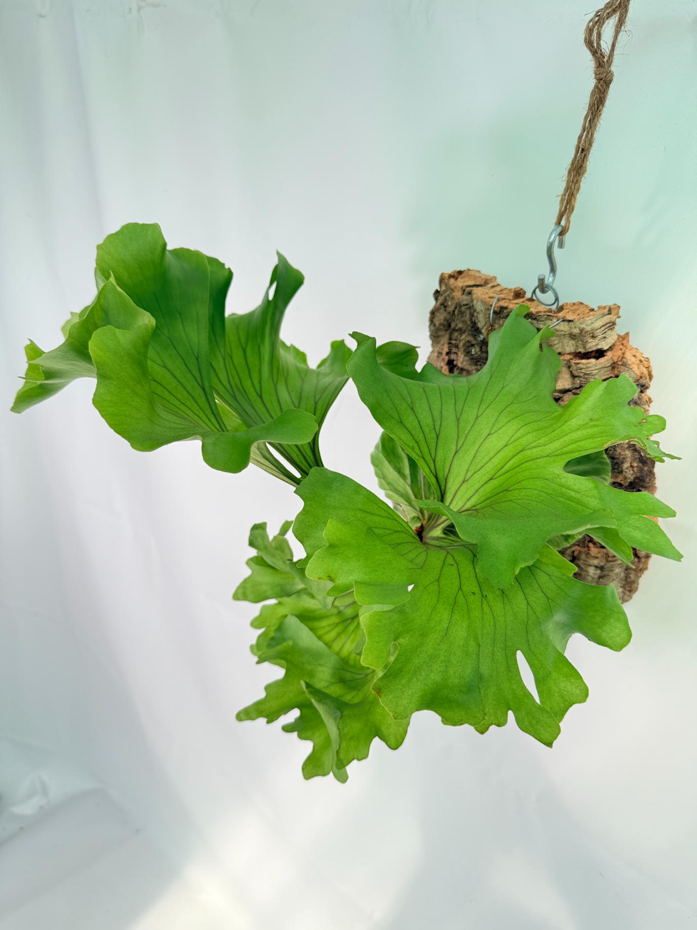 Platycerium Ridleyi 'Monkey King' + mounted on the board 01