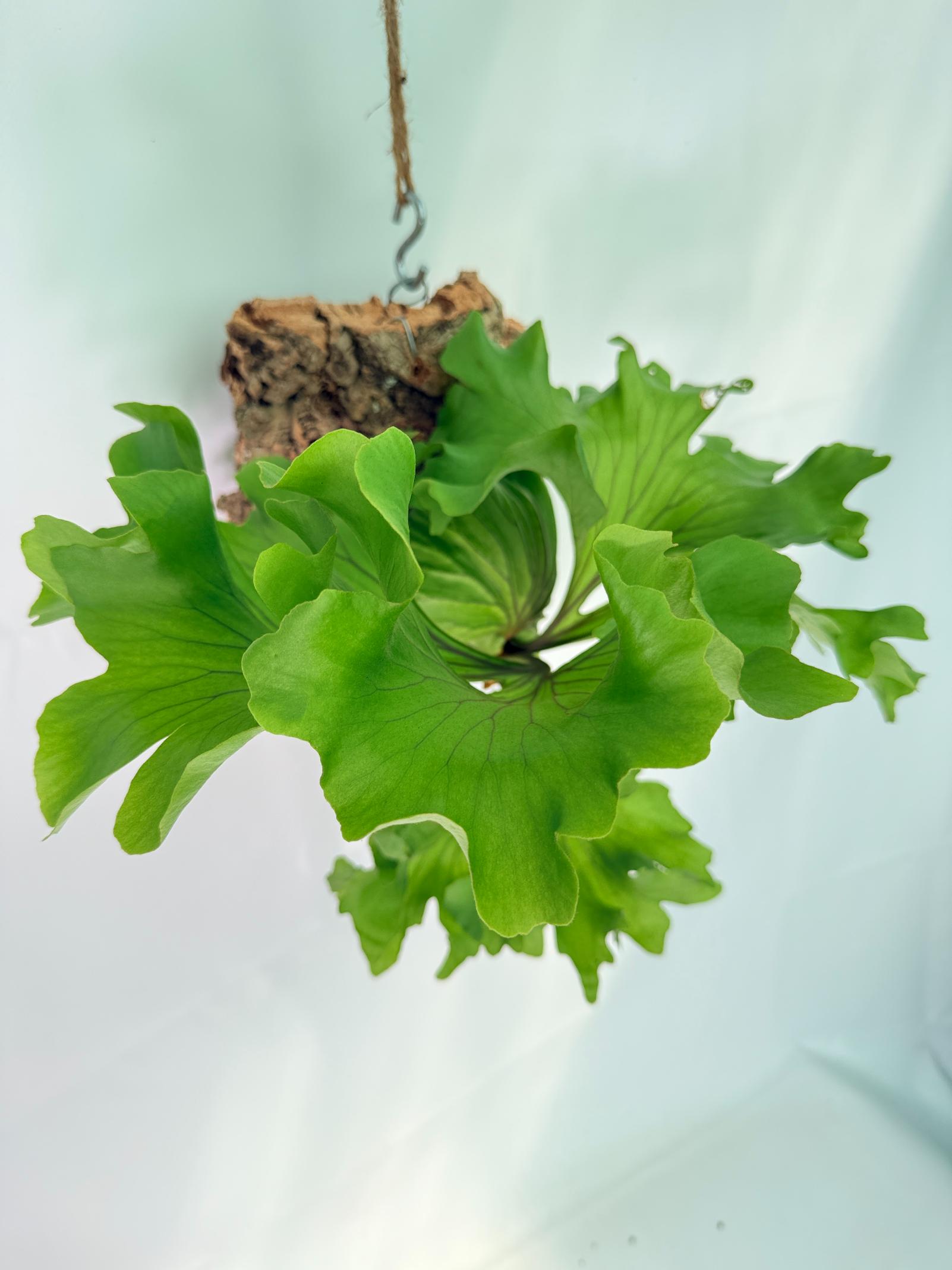 Platycerium Ridleyi 'Monkey King' + mounted on the board 3