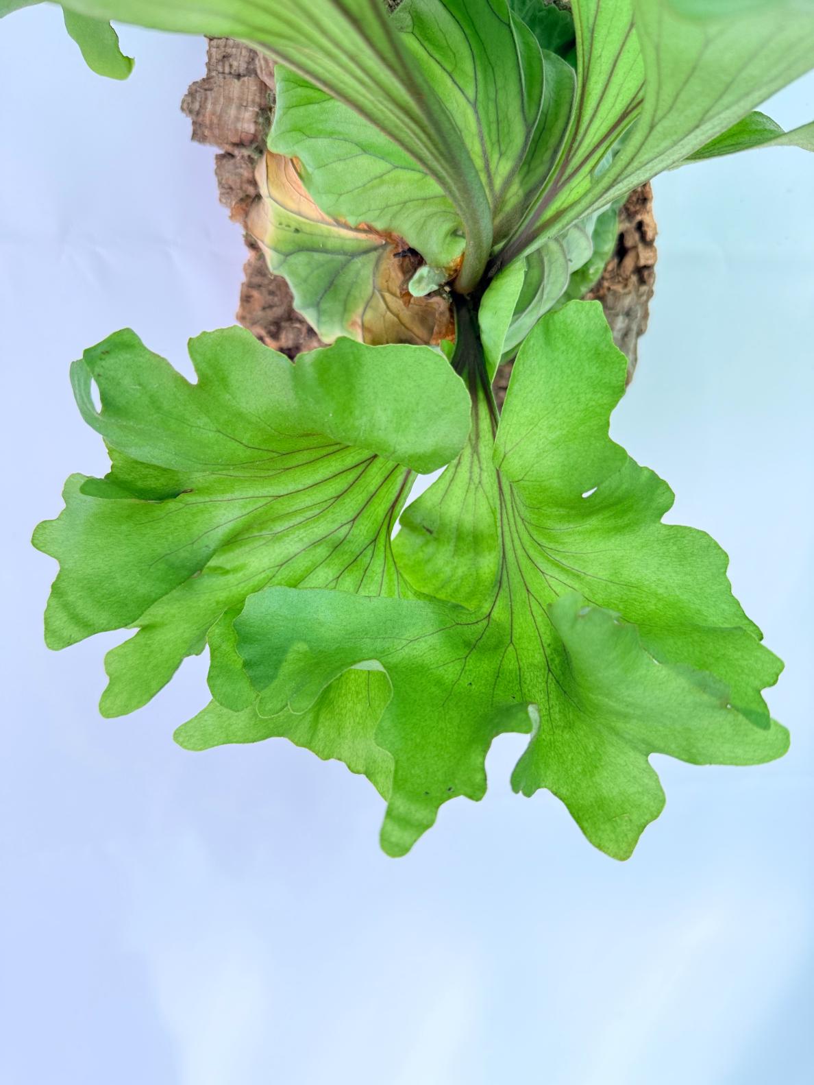 Platycerium Ridleyi 'Monkey King' + mounted on the board 04