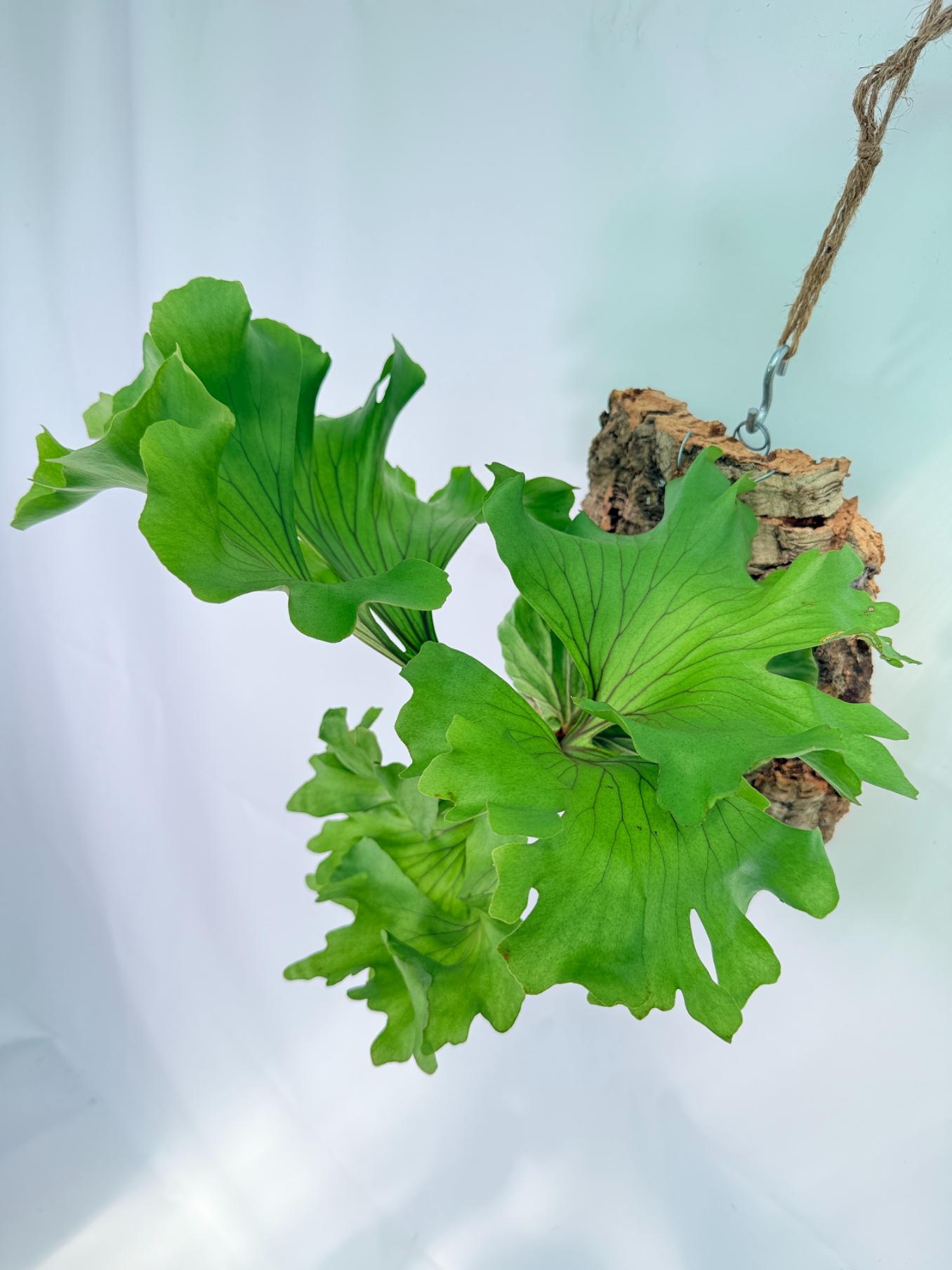 Platycerium Ridleyi 'Monkey King' + mounted on the board 08