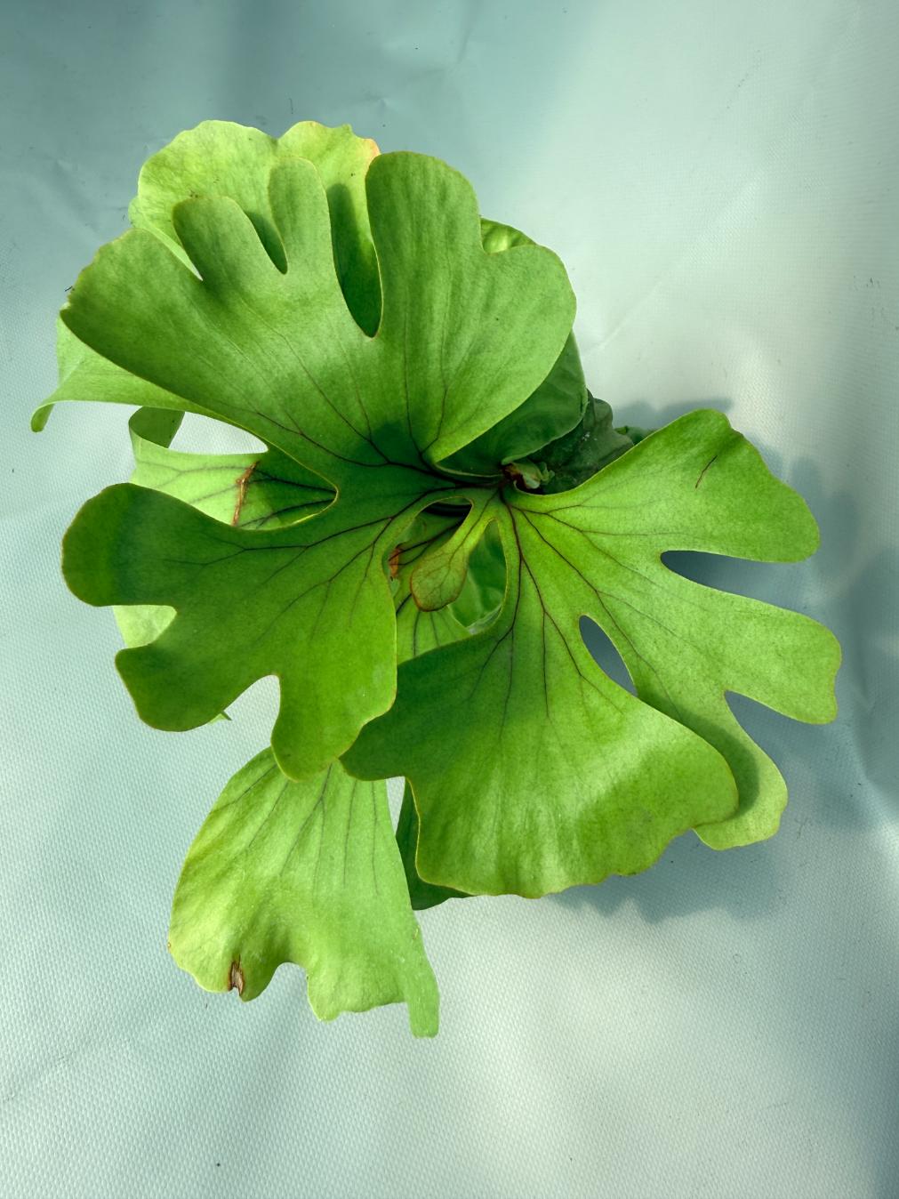 Platycerium Ridleyi var. round frond 'Paradisaea' 08