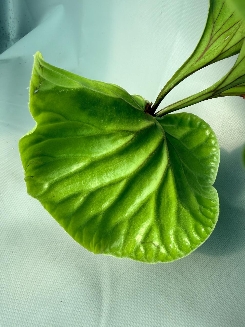 Platycerium Ridleyi var. round frond 'Paradisaea' 11