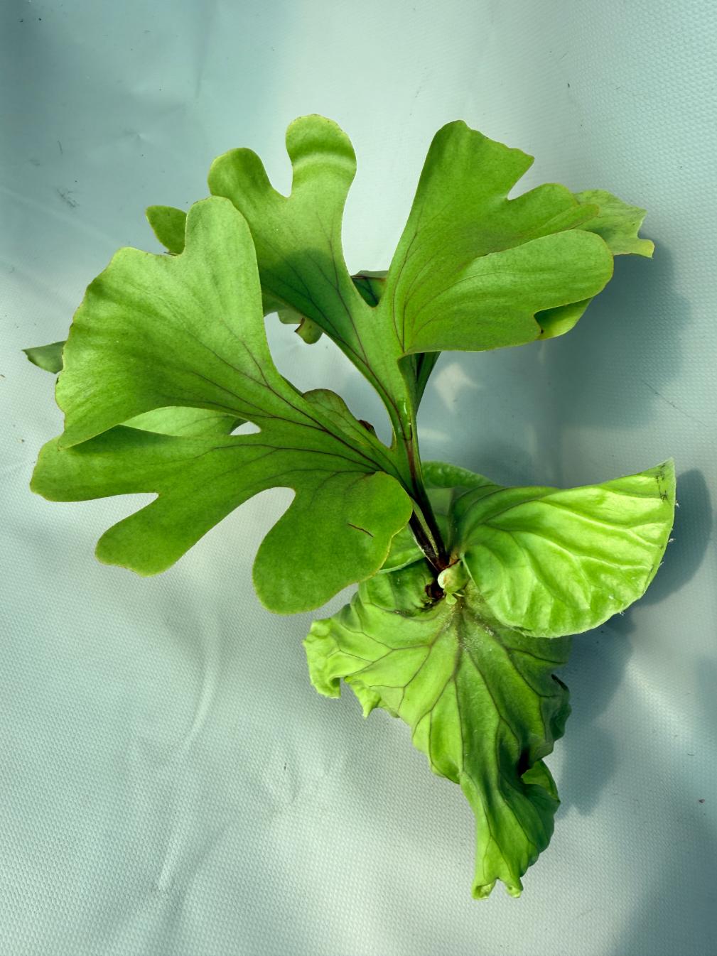 Platycerium Ridleyi var. round frond 'Paradisaea' 01