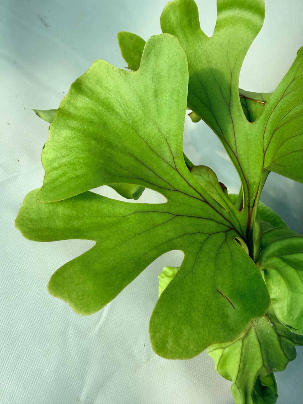 Platycerium Ridleyi var. round frond 'Paradisaea' 04