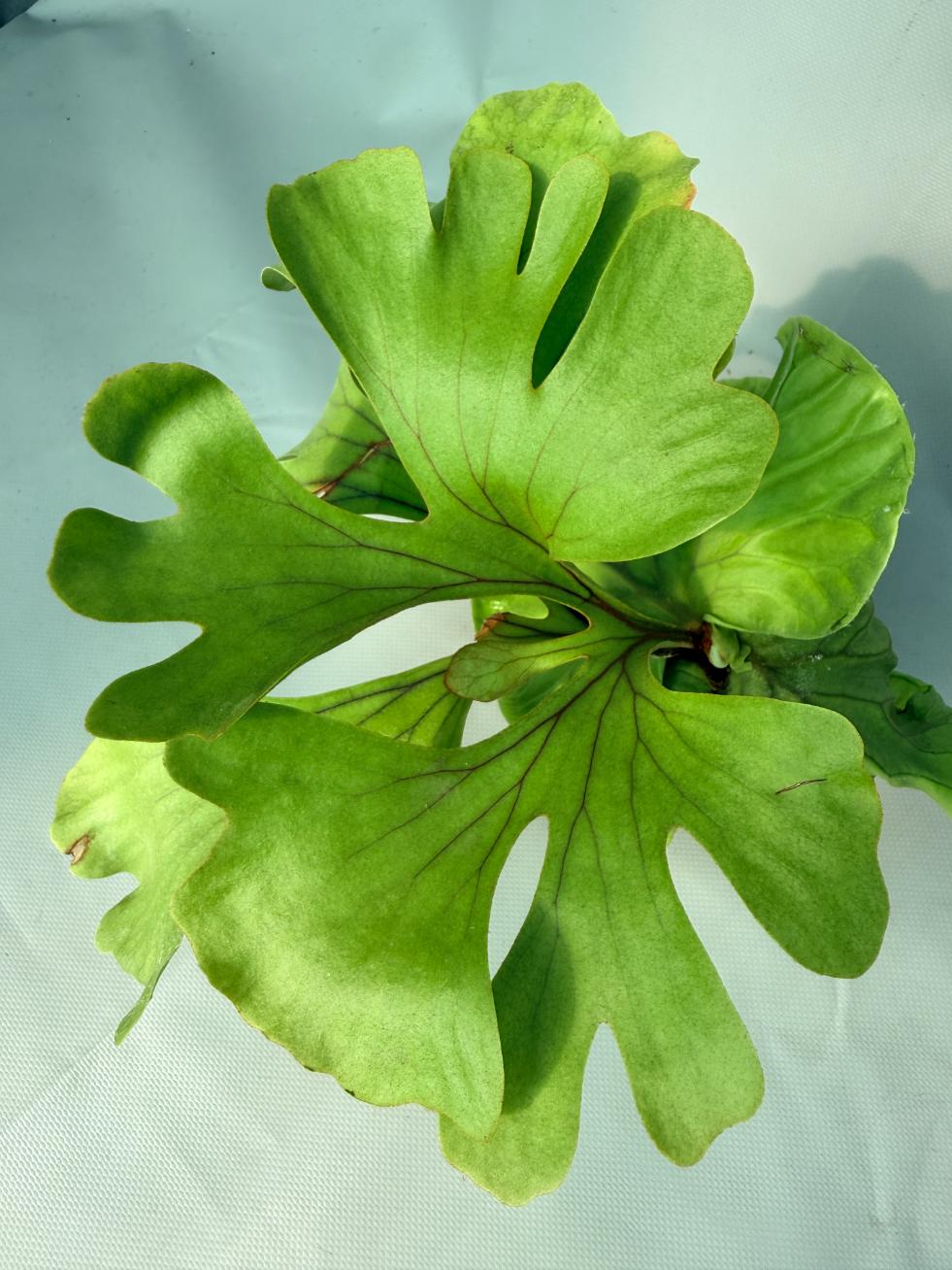 Platycerium Ridleyi var. round frond 'Paradisaea' 06