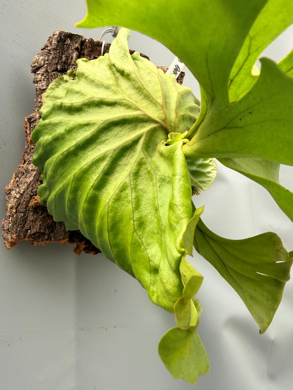 Platycerium Ridleyi var. round frond 'Paradisaea' mounted on the board 