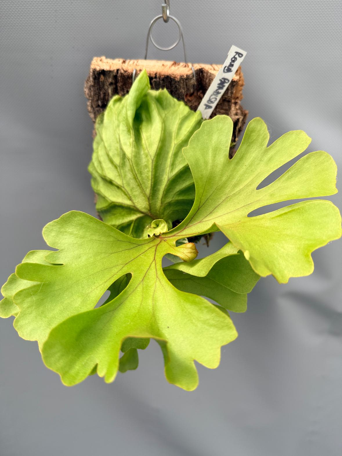 Platycerium Ridleyi var. round frond 'Paradisaea' mounted on the board 7