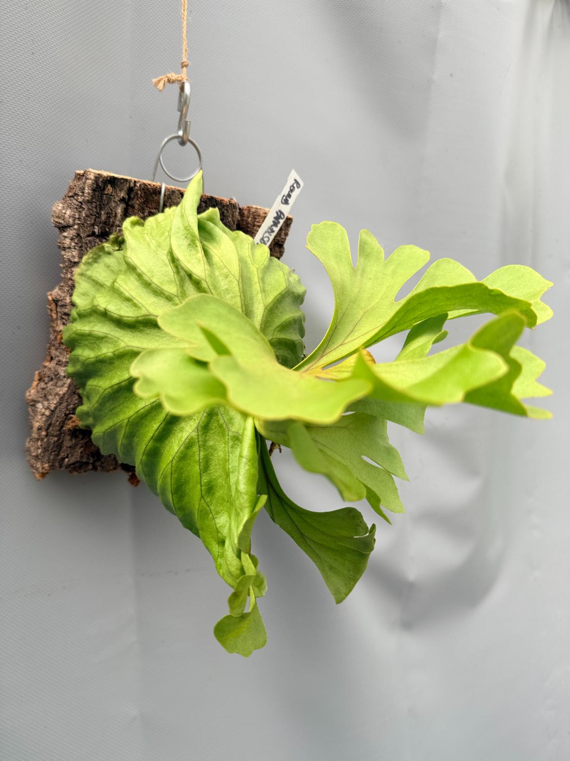 Platycerium Ridleyi var. round frond 'Paradisaea' mounted on the board 