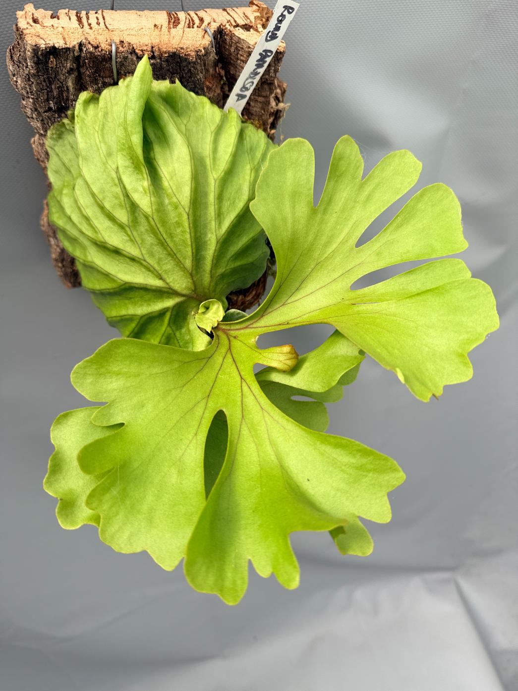 Platycerium Ridleyi var. round frond 'Paradisaea' mounted on the board 3