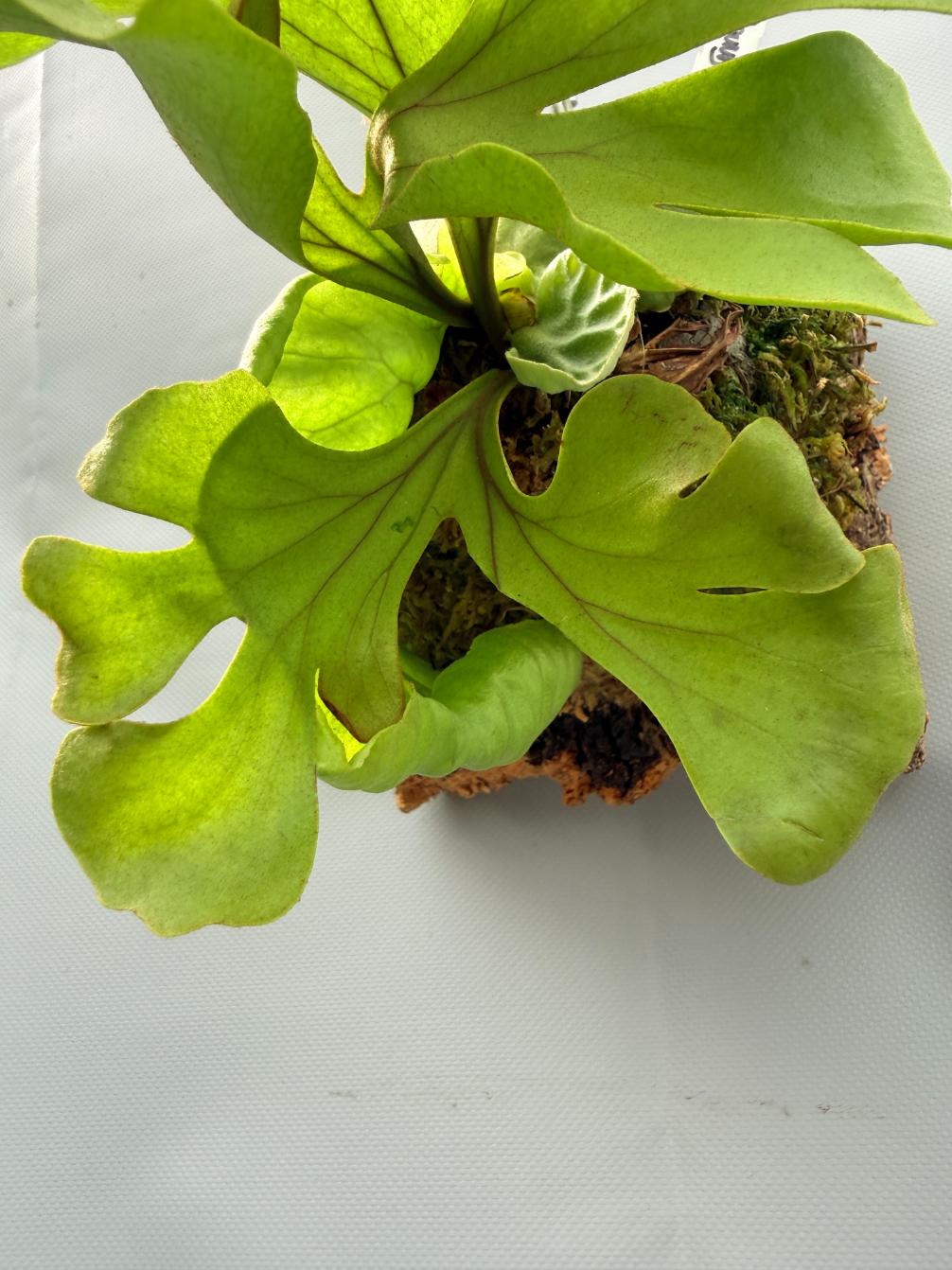 Platycerium Ridleyi var. round frond 'Paradisaea' mounted on the board 4