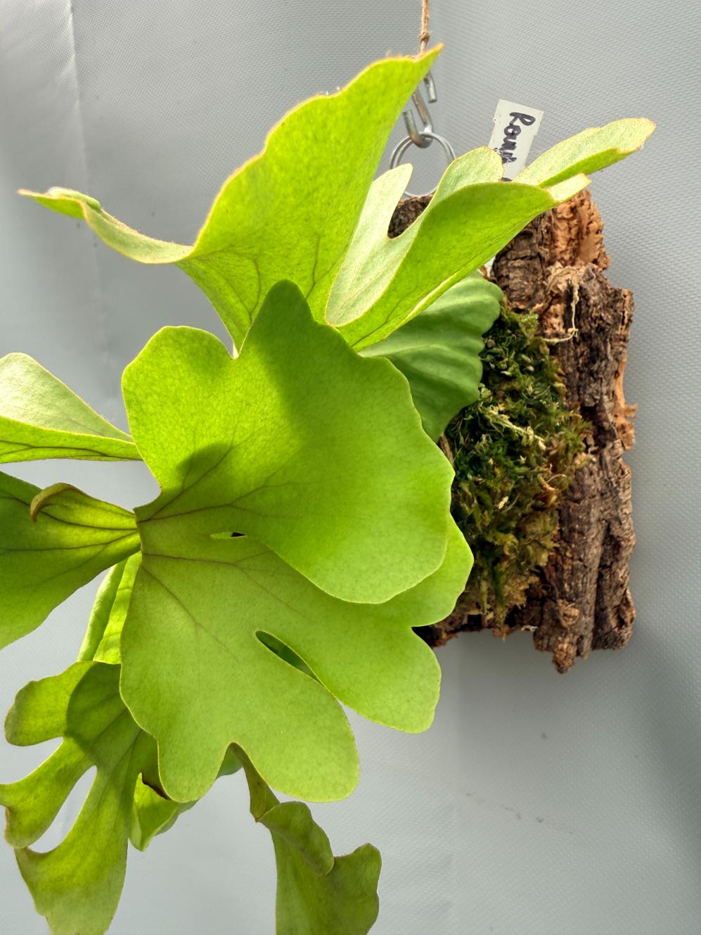 Platycerium Ridleyi var. round frond 'Paradisaea' mounted on the board 5