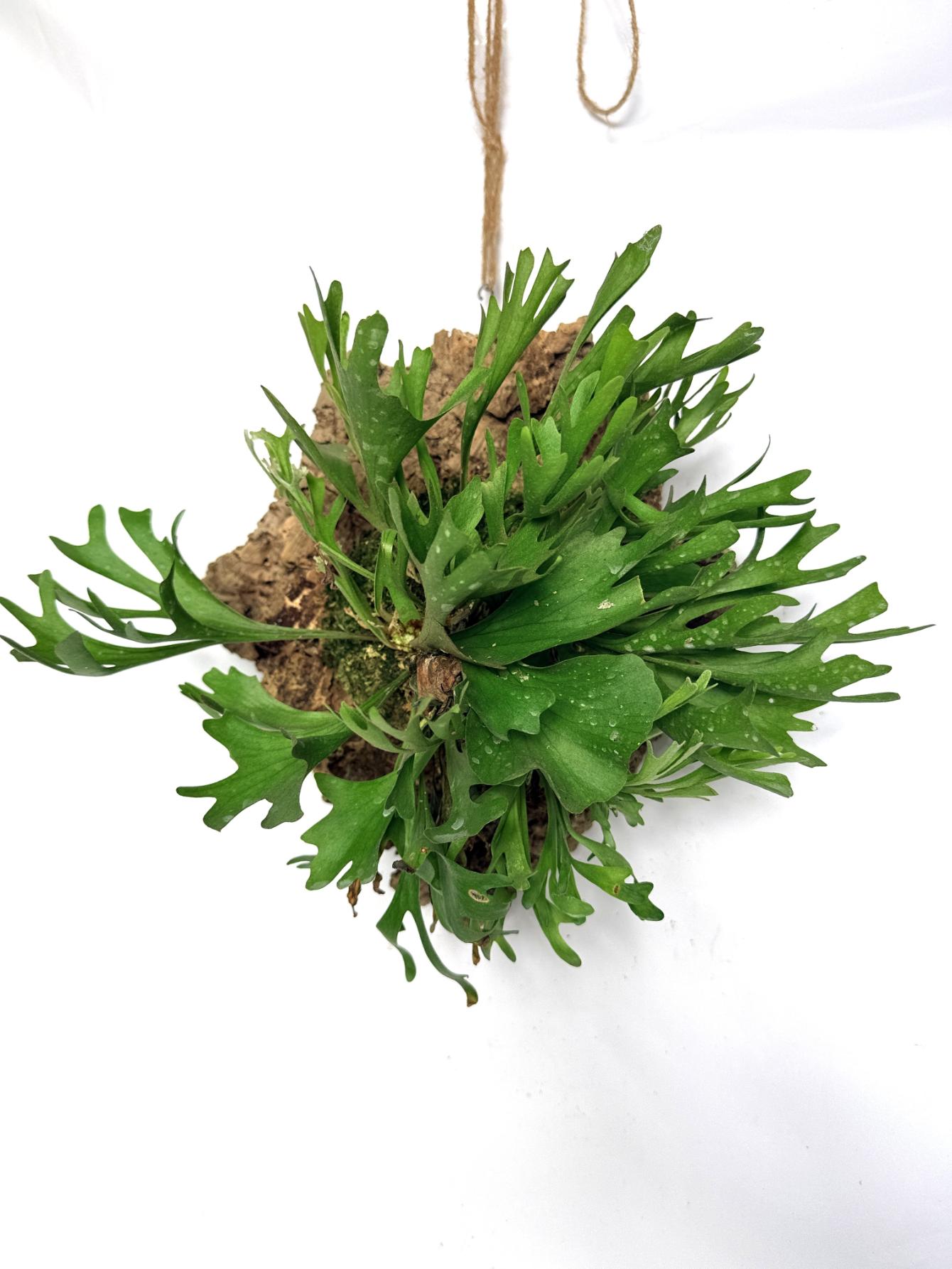 Platycerium Ridleyi var. Coral