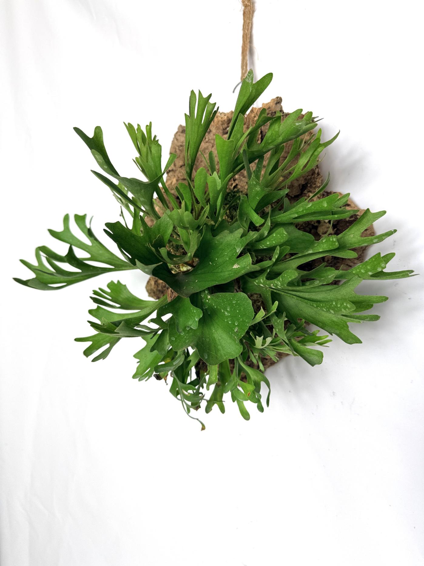 Platycerium Ridleyi var. Coral