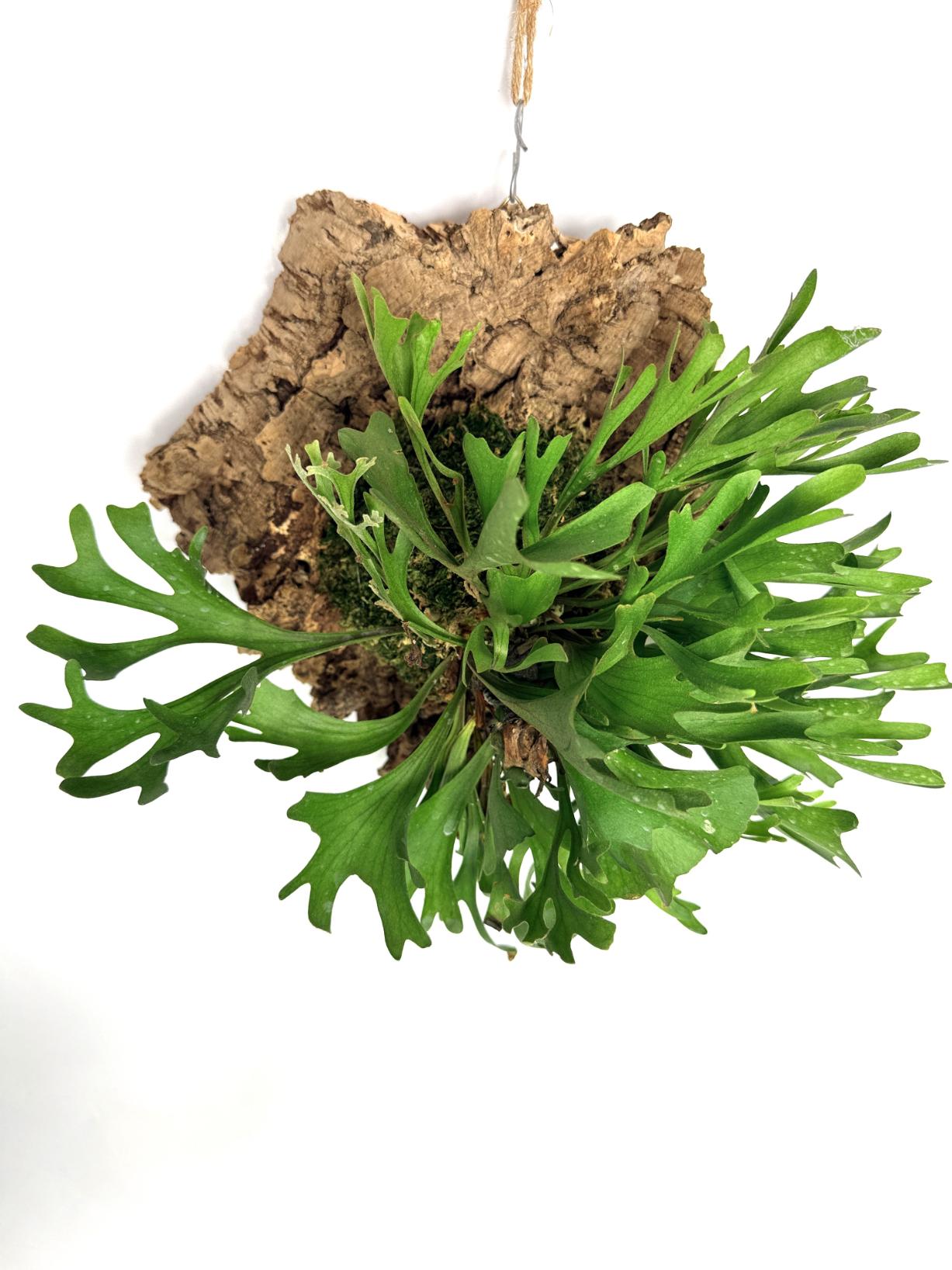 Platycerium Ridleyi var. Coral