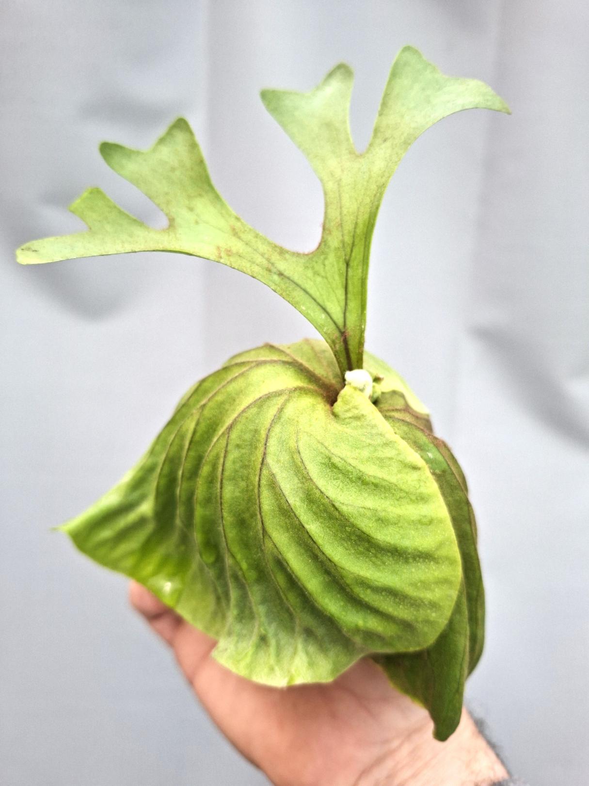 Platycerium Ridleyii 5