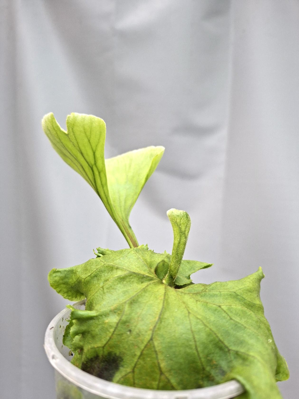 Platycerium Ridleyii 6