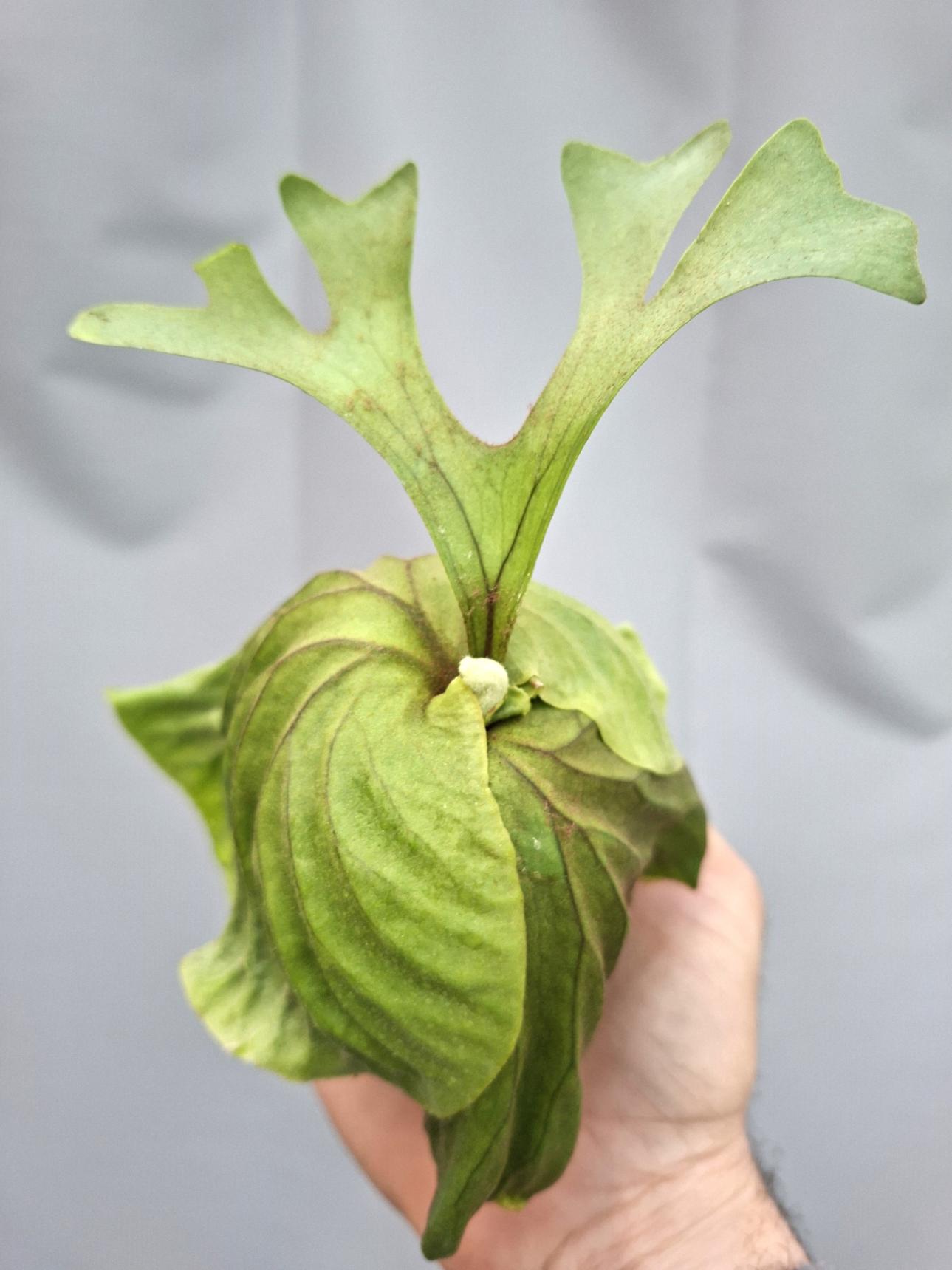 Platycerium Ridleyii 8